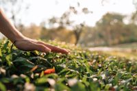 Sinnesgarrten für Entspannung