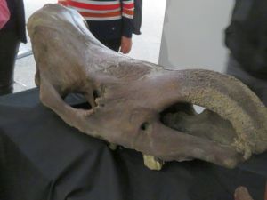 Fossil des Wollhaarnashorns