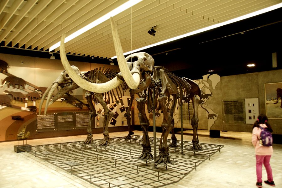 Eine Exkursion in das Senckenberg-Museum