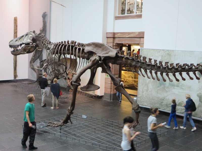 Eine Exkursion in das Senckenberg-Museum