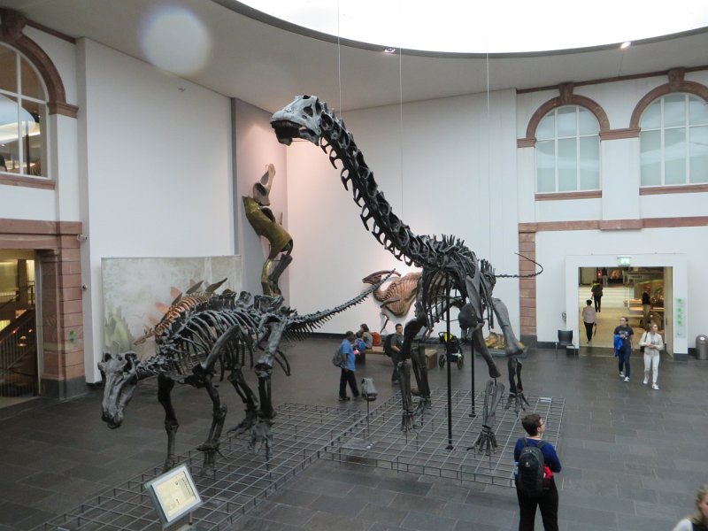 Eine Exkursion in das Senckenberg-Museum