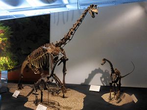 Europasaurus