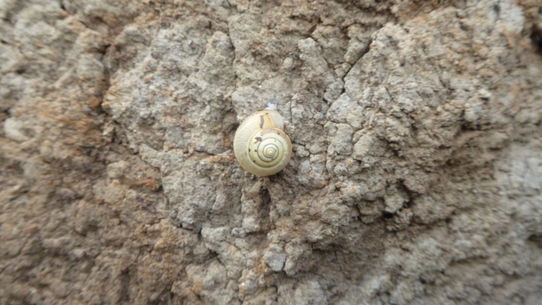 Eine Schnecke der Neuzeit