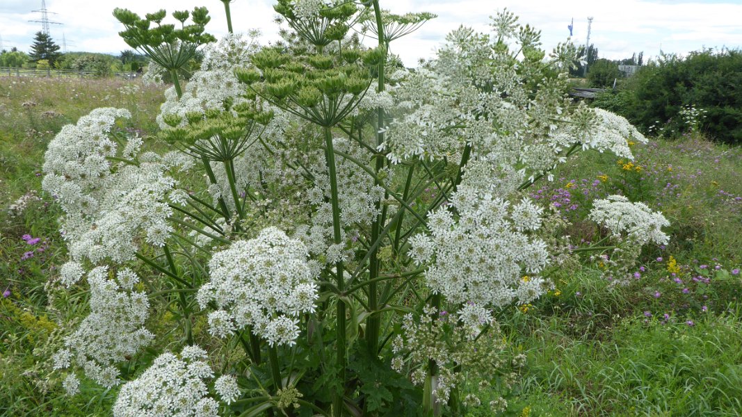 Steppenblumen am Wegesrand