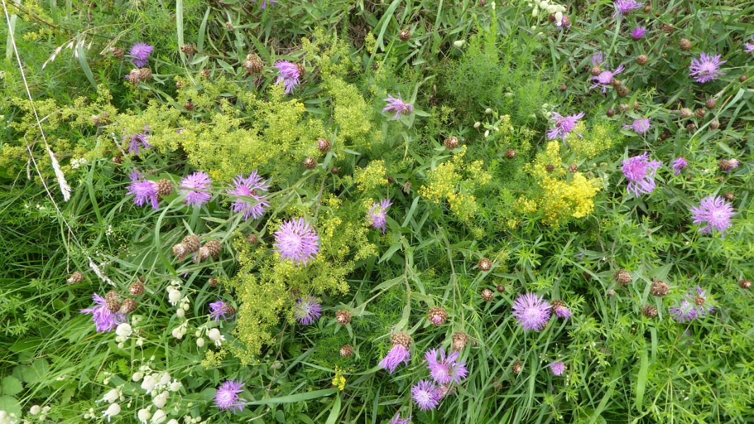 Steppenblumen am Wegesrand