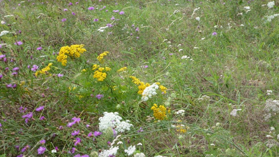 Steppenblumen am Wegesrand