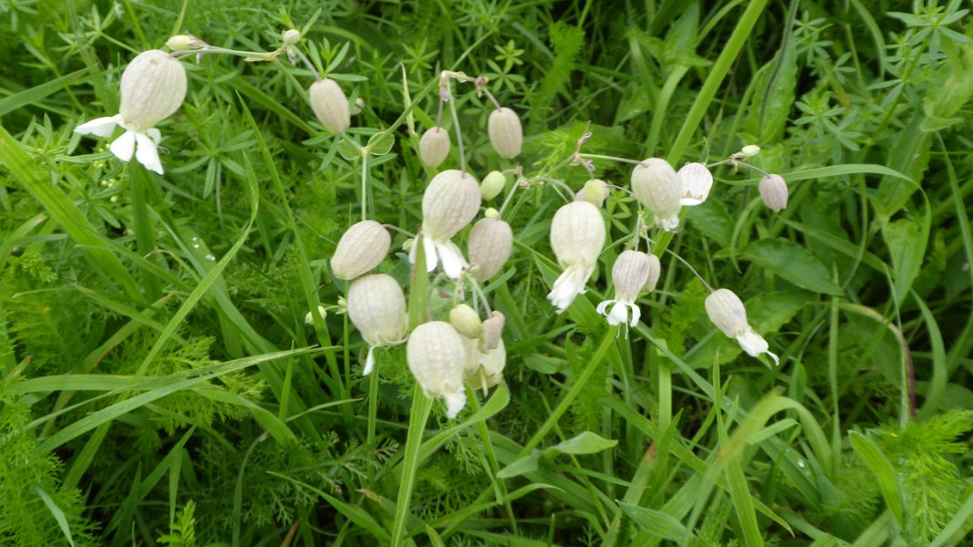 Steppenblumen am Wegesrand