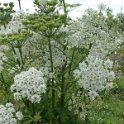 Steppenblumen am Wegesrand