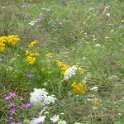 Steppenblumen am Wegesrand