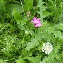 Steppenblumen am Wegesrand