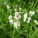 Steppenblumen am Wegesrand