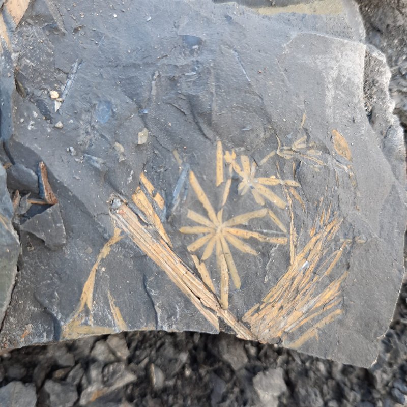 Piesberg am 28.9.2025  (143)