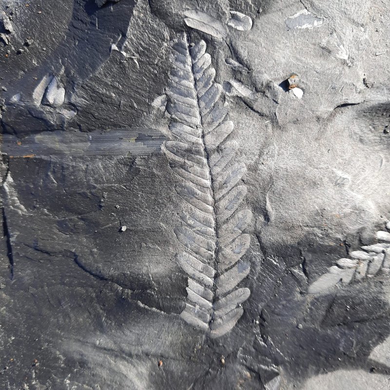 Piesberg am 28.9.2025 (138)