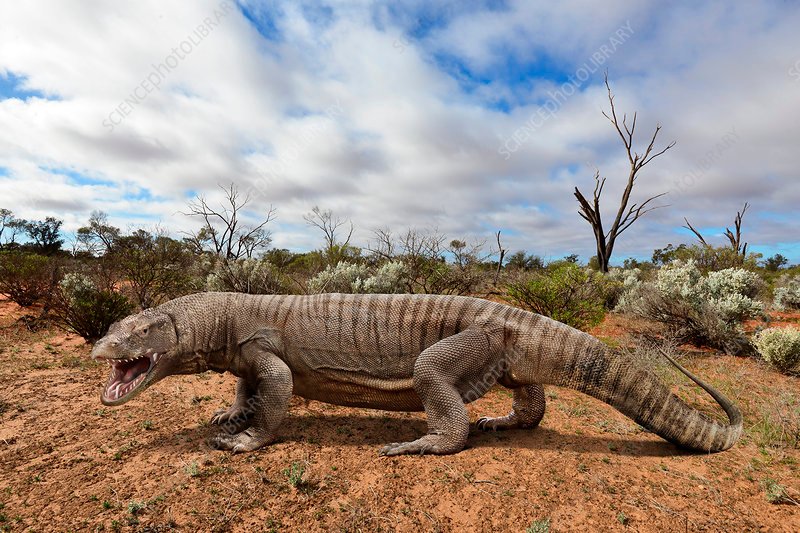 Megalania lizard, illustration