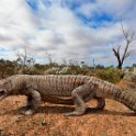 Megalania lizard, illustration